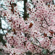 Prunus cerasifera 'Nigra': Bild 1/9