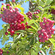 Sorbus 'Titan': Bild 7/12