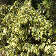 Hedera colchica 'Dentata Variegata': Bild 3/3