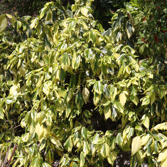 Gelbbunter kolchischer Efeu - Hedera colchica 'Dentata Variegata' -  buntlaubig