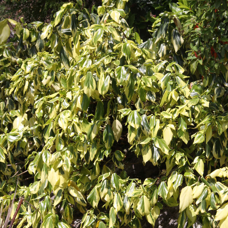 Gelbbunter kolchischer Efeu - Hedera colchica 'Dentata Variegata' -  buntlaubig