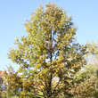 Quercus cerris: Bild 4/4