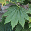 Acer japonicum 'Vitifolium': Bild 4/8
