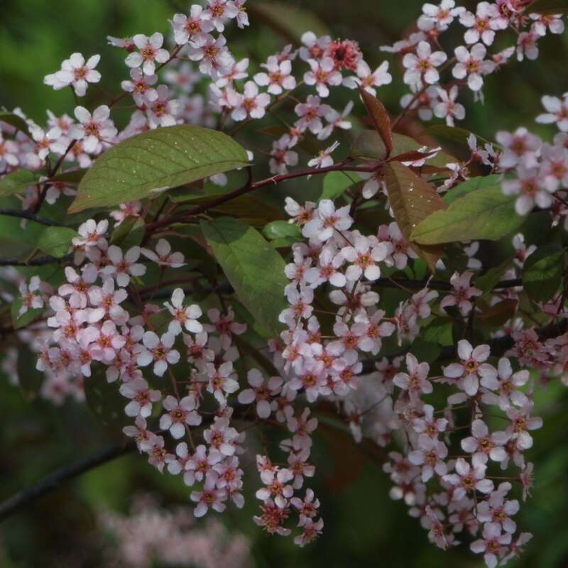 Roteblttrige Traubenkirsche - Prunus padus 'Colorata' - rosa