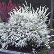 Spiraea cinerea 'Graciosa': Bild 3/3