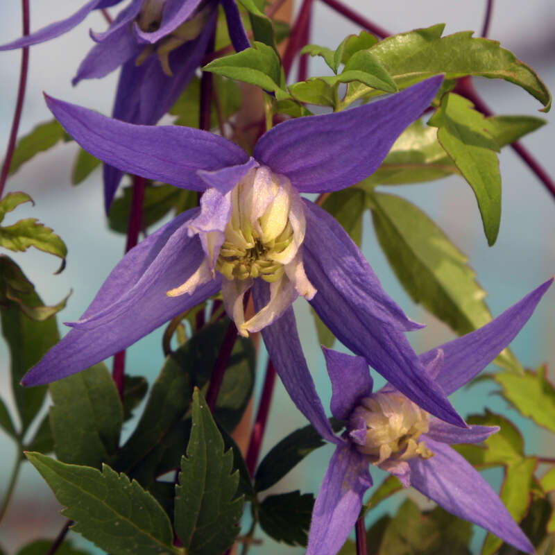 Alpenwaldrebe Clematis Alpina Francis Rivis Blau