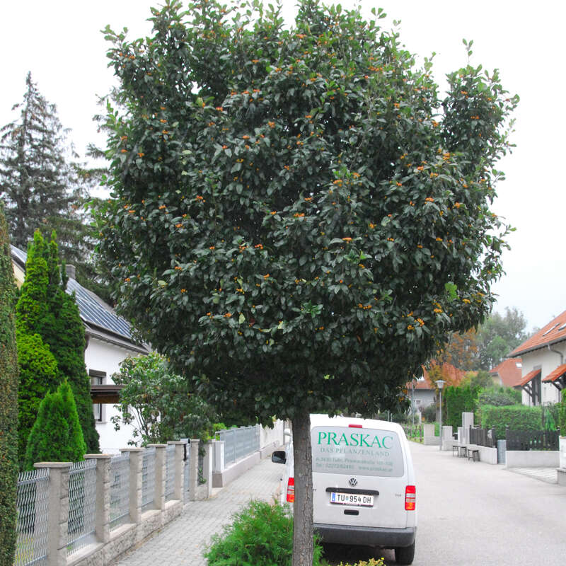 Hahnendorn Crataegus lavalleei weiß