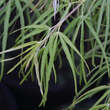 Acer palmatum 'Scolopendriifolium': Bild 2/11