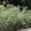 Salix rosmarinifolia: Bild 4/5