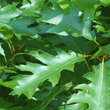 Quercus rubra: Bild 2/8