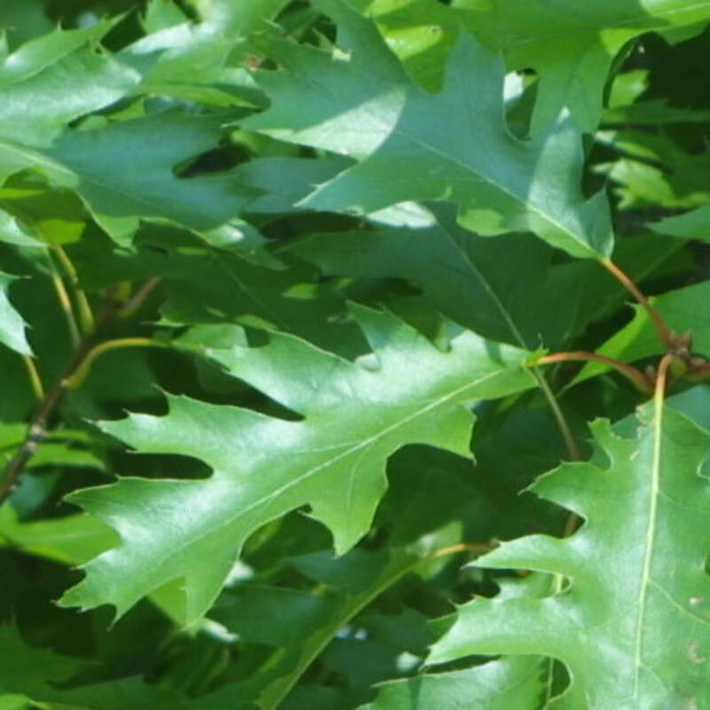 Amerikanische Roteiche Quercus rubra