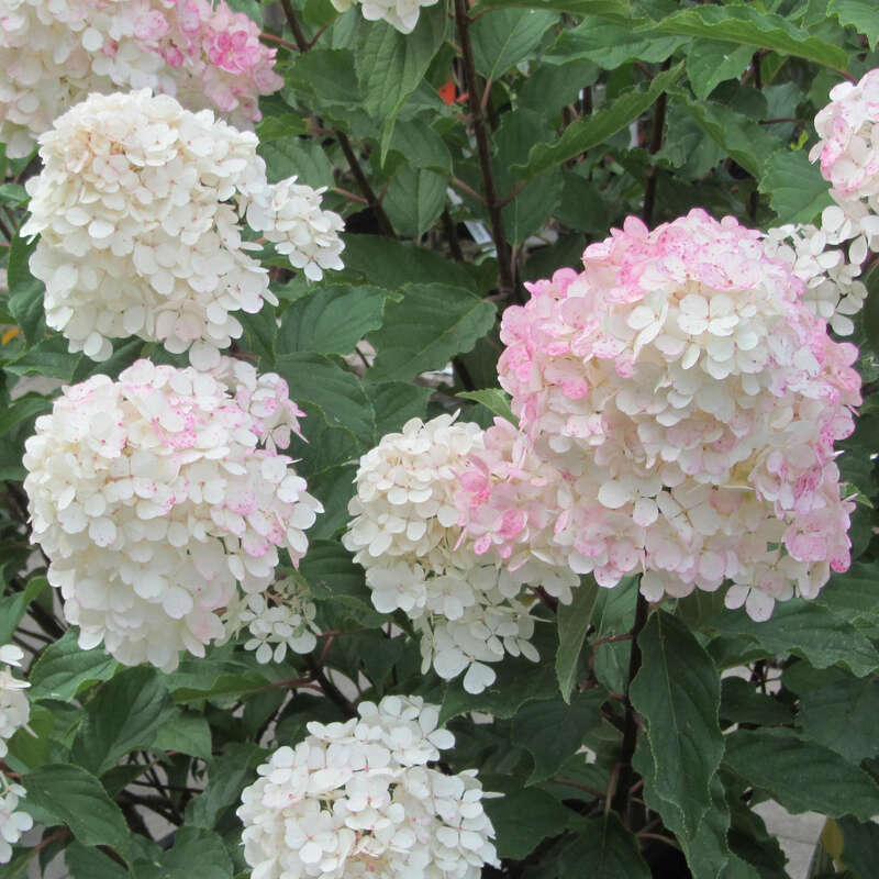 Blhende Strucher 30 Winterharte Gartenstrucher Fr Blhende Strucher 30 Winterharte Gartenstrucher Fr