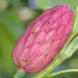 Magnolia tripetala: Bild 2/3