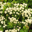 Spiraea betulifolia 'Tor': Bild 4/4