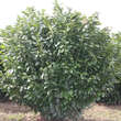 Prunus laurocerasus 'Etna': Bild 4/5