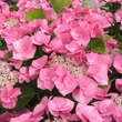 Hydrangea macrophylla 'Teller Rosa': Bild 5/6