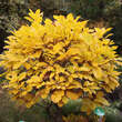 Quercus pontica: Bild 3/6