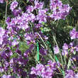 Rhododendron 'Praecox': Bild 9/9