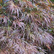 Acer palmatum 'Ornatum' H150+: Bild 2/6