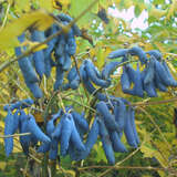 Decaisnea fargesii - Blauschotenstrauch, Blaugurke