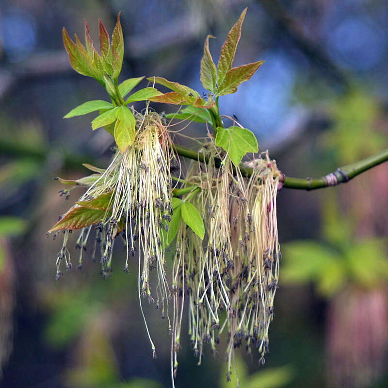 Eschenahorn Acer negundo
