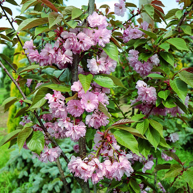 Blütenkirsche Prunus serrulata 'Kanzan' rosa