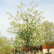 Prunus padus 'Watereri': Bild 4/4