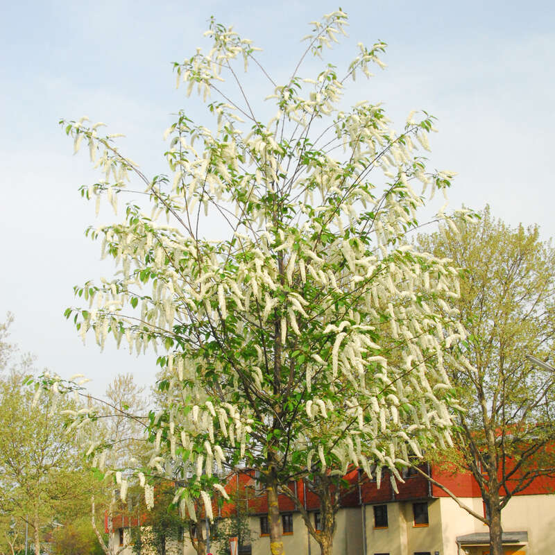 prunus padus watereri