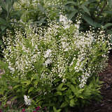 Deutzia gracilis - Zwergdeutzie