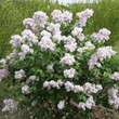Syringa vulg. 'Maiden's Blush': Bild 4/4