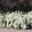 Spiraea cantoniensis 'Lanceata': Bild 5/6