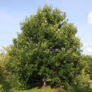 Französischer Ahorn - Acer monspessulanum