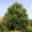 Acer monspessulanum - Französischer Ahorn
