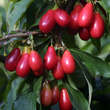 Cornus mas 'Schönbrunner Gourmet': Bild 3/7