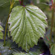 Viburnum dentatum: Bild 2/4