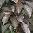 Prunus serrulata 'Royal Burgundy': Bild 4/5