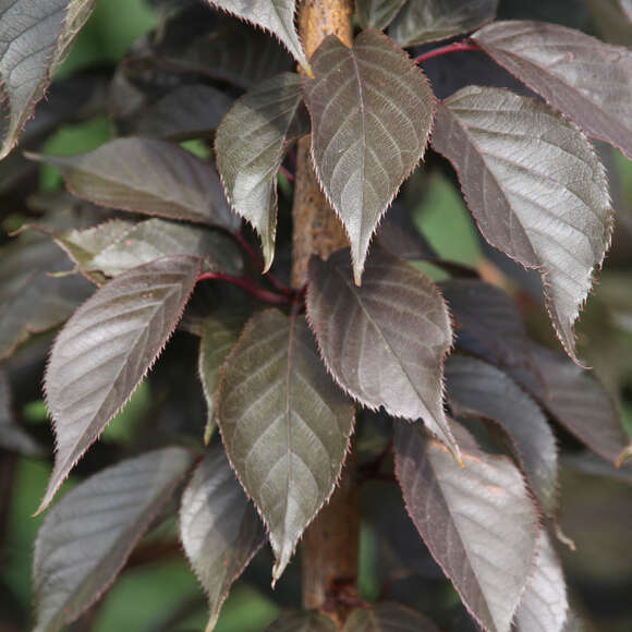 Rotblättrige Zierkirsche Prunus serrulata 'Royal Burgundy' rosa