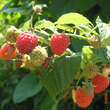 Rubus idaeus 'Himbotop': Bild 3/3