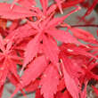 Acer palmatum 'Sumi-nagashi': Bild 2/2
