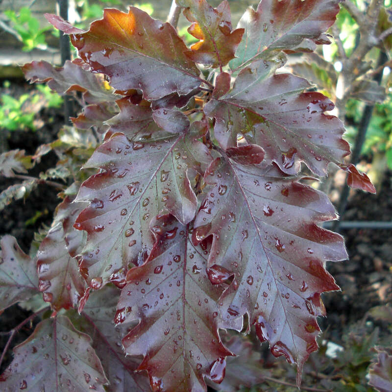 Hnge-Blutbuche - Fagus sylvatica 'Rohan Weeping' - rot