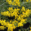Genista tinctoria 'Humifusa': Bild 2/4