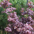 Acer palmatum 'Atropurpureum': Bild 3/3