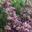 Acer palmatum 'Atropurpureum': Bild 3/3