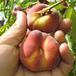 Prunus persica 'Tellerpfirsich Gelber Sandwich Bonn': Bild 5/5