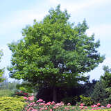 Quercus rubra - Amerikanische Roteiche