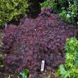 Acer palmatum 'Orangeola' H 80+: Bild 4/6