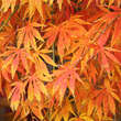 Acer palmatum 'Omuryama': Bild 2/5
