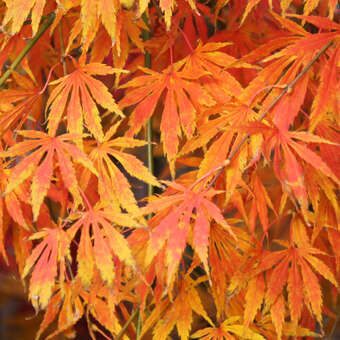 Acer japonicum grüne Kaskade