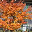 Acer davidii: Bild 3/5