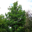 Fraxinus excelsior 'Altena': Bild 2/3